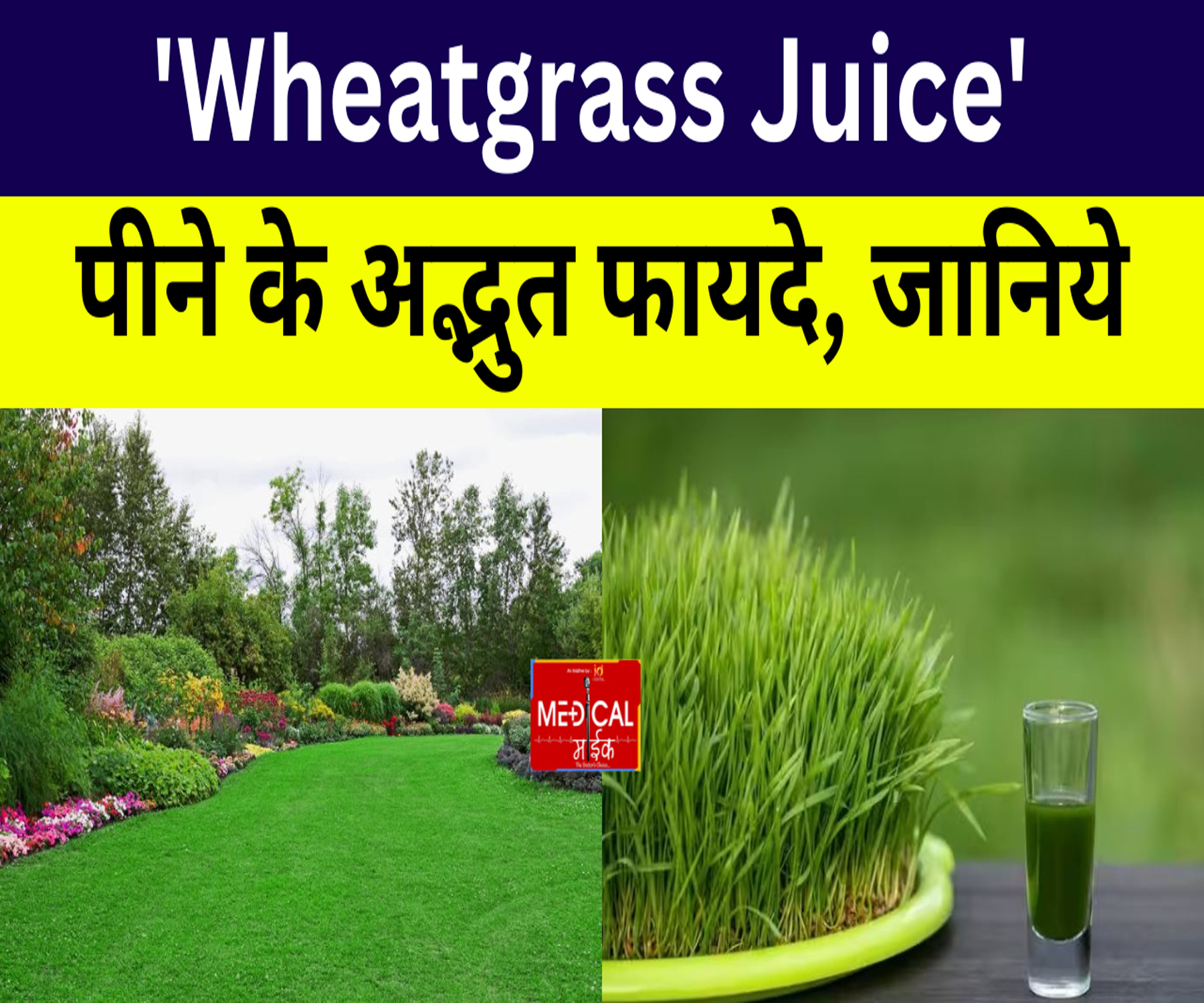 पार्क की ‘घास’ स्वास्थ्य के लिए बहुत फायदेमंद, जानिए ‘Wheatgrass Juice’ पीने के अद्भुत फायदे