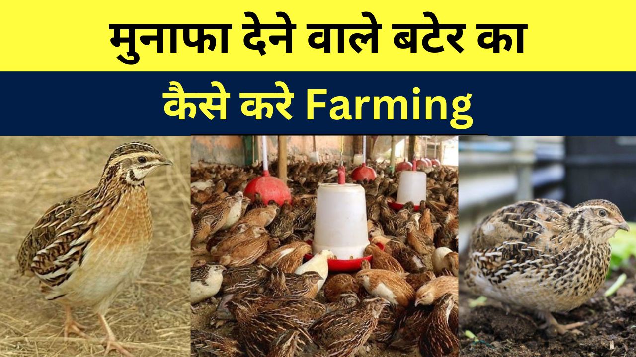 मुनाफा देने वाले बटर का कैसे करें Farming  Dr. Manmohan Kumar