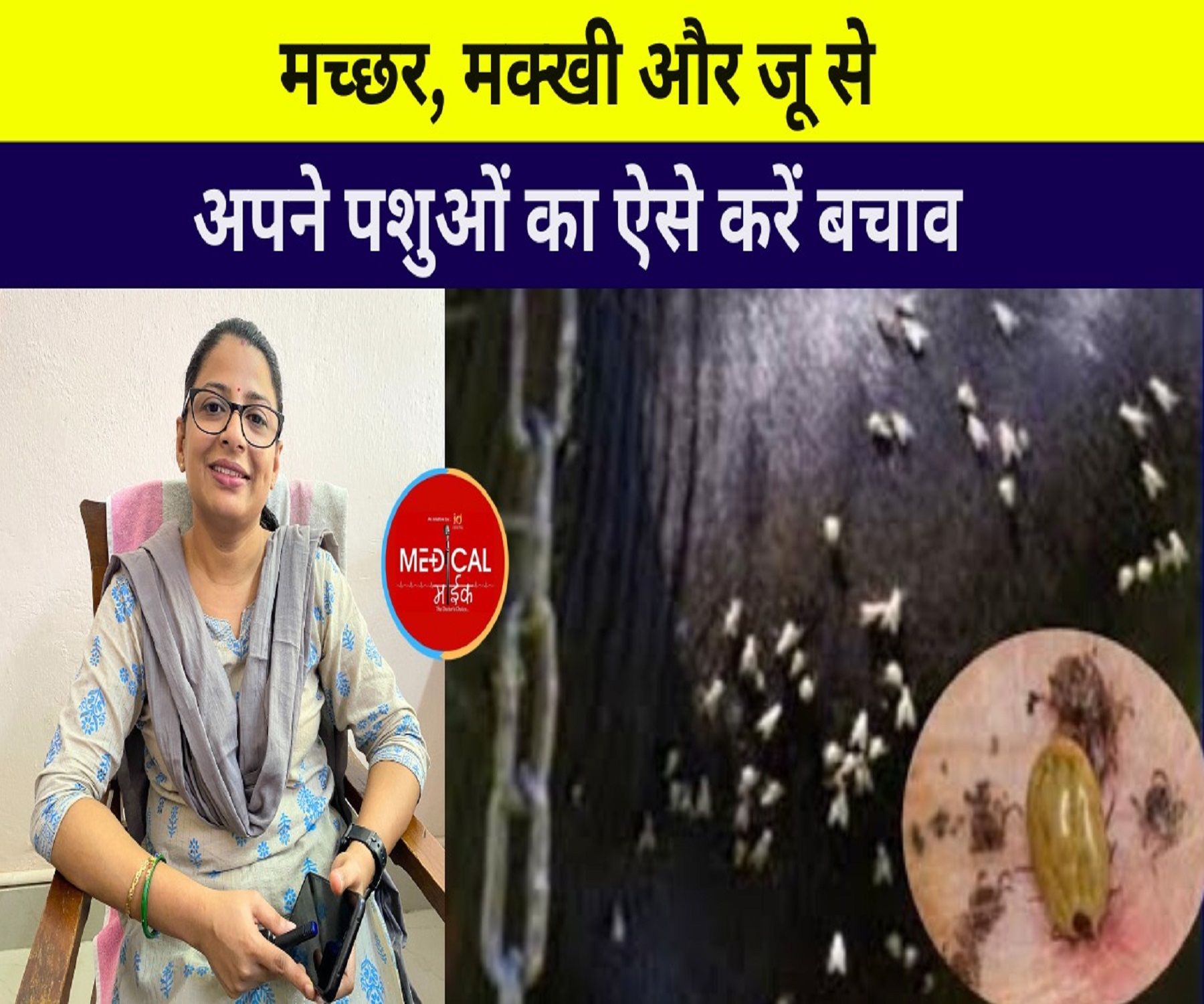 मच्छर मक्खी और जु से अपने पशुओं का ऐसे करें बचाव… Dr. Shyma K.P.