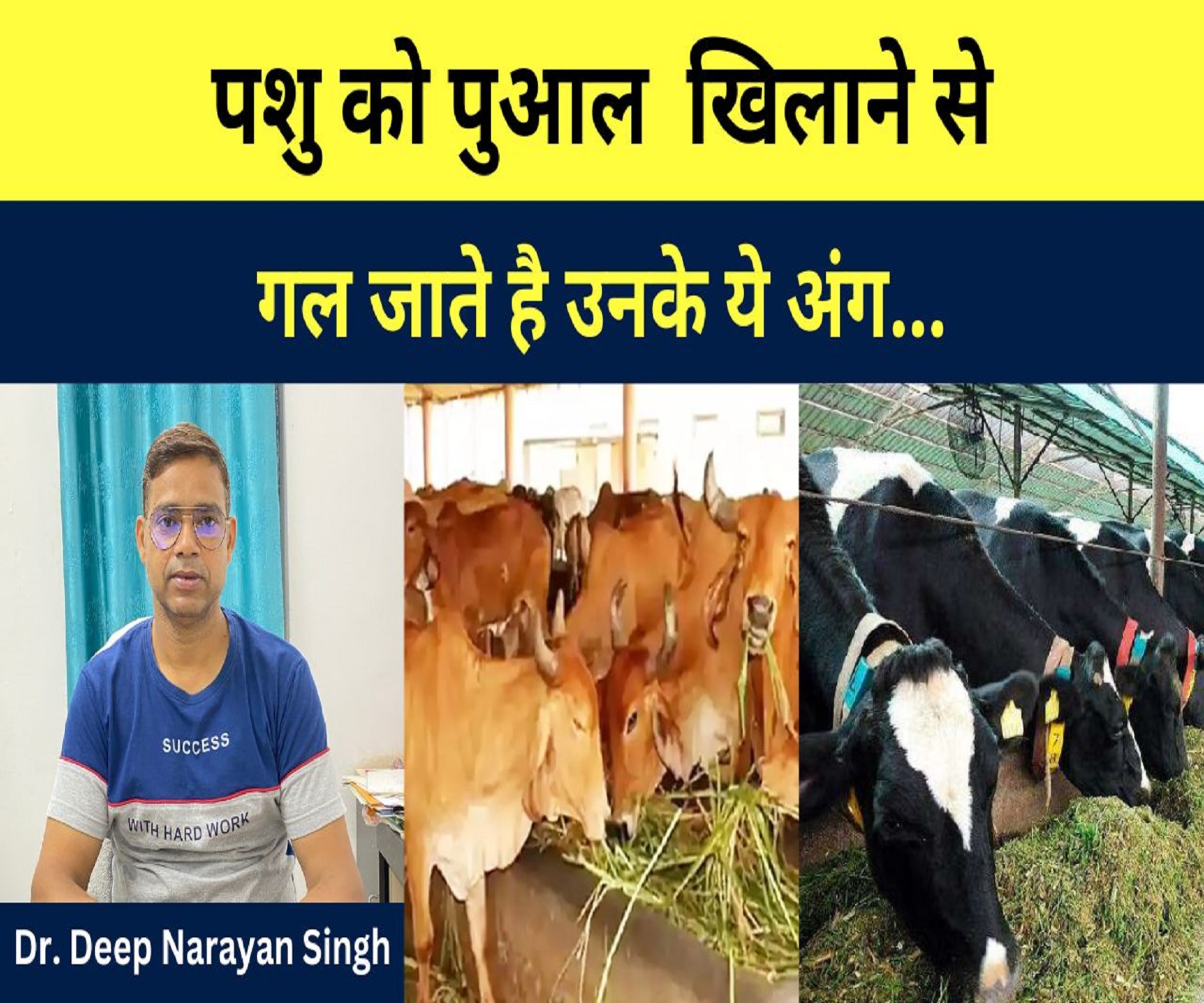 पशु को पुआल खिलाने से गल जाते हैं उनके ये अंग… Dr. Deep Narayan Singh