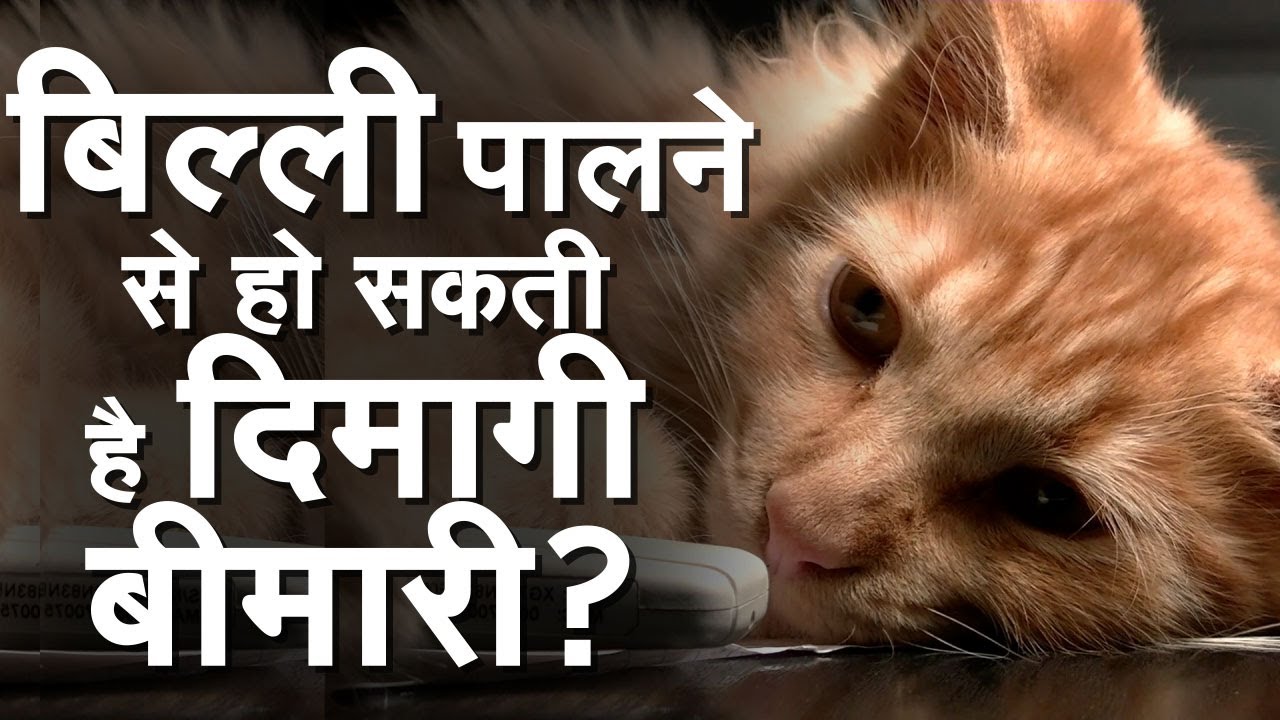 Cat: बिल्ली पालने वाले हो जाएं सावधान, हो सकती है ये बीमारी।