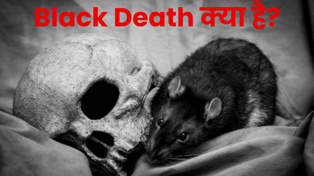 Bubonic Plague: Black Death क्या है और यह कैसे फैलता है।