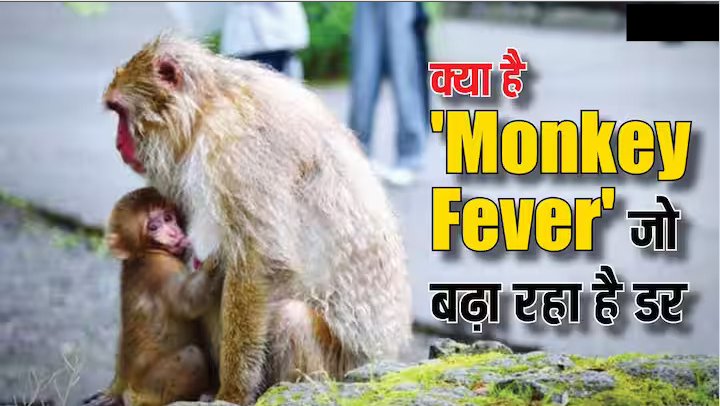 Monkey Fever: क्या है मंकी फीवर, कर्नाटक में 49 लोग प्रभावित।